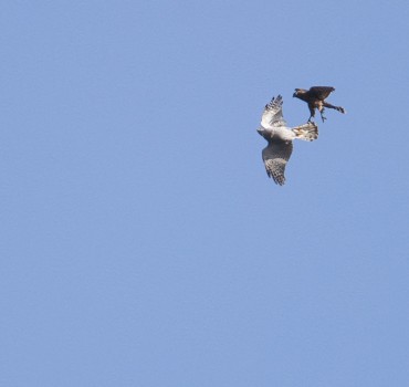 Goshawk Safaris - North Yorkshire - Autumn 2026  Fight Club!