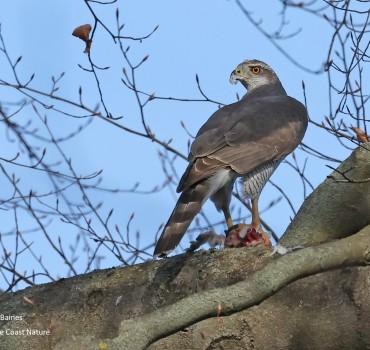 Goshawks of Berlin 2026 - YCN Trip Report