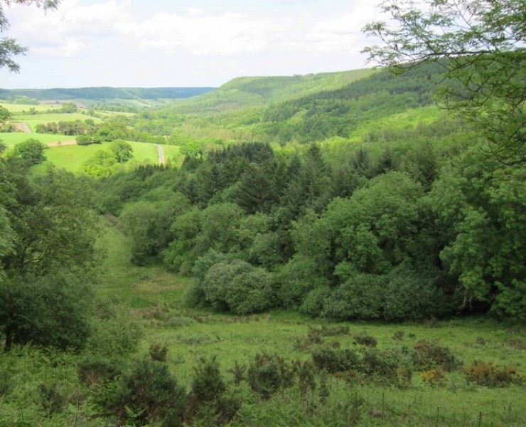 North Yorkshire Forests