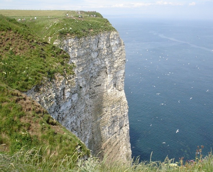 Bempton Cliffs RSPB Reserve