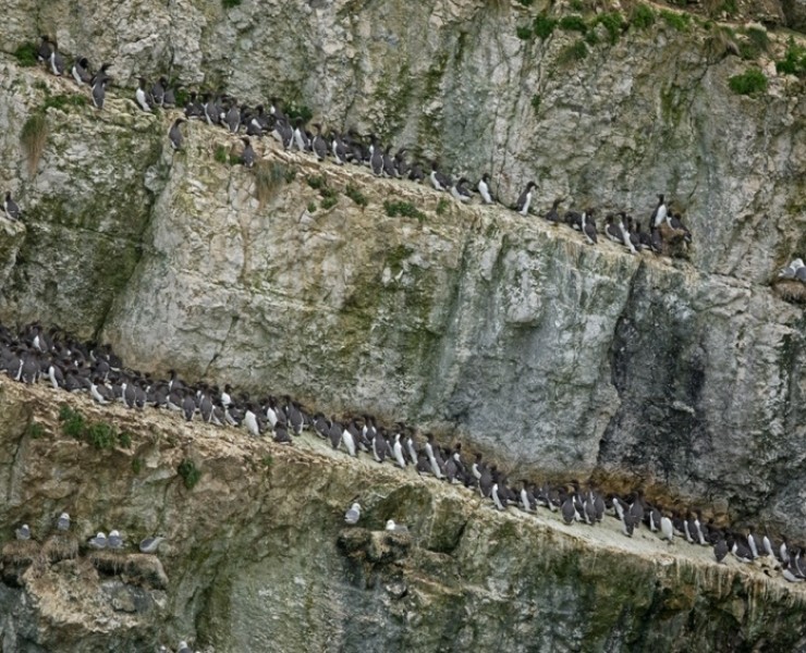 Bempton Cliffs RSPB Reserve