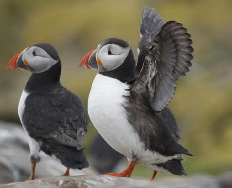 Bempton Cliffs RSPB Reserve