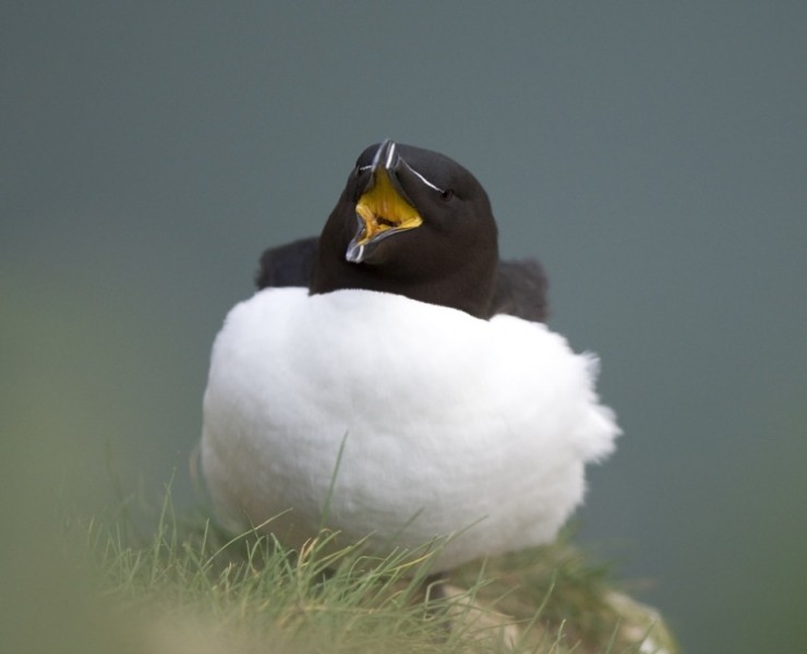 Bempton Cliffs RSPB Reserve
