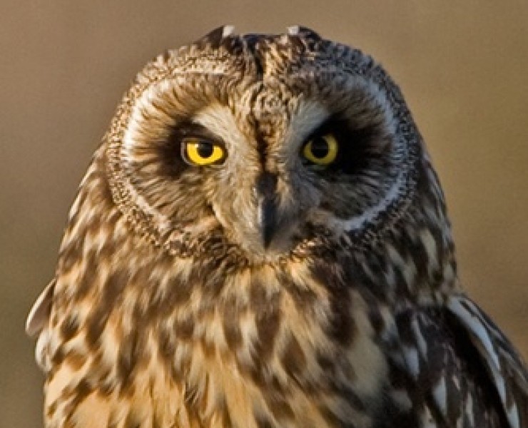 Birding Discovery Day - Autumn Moorland Special 2020