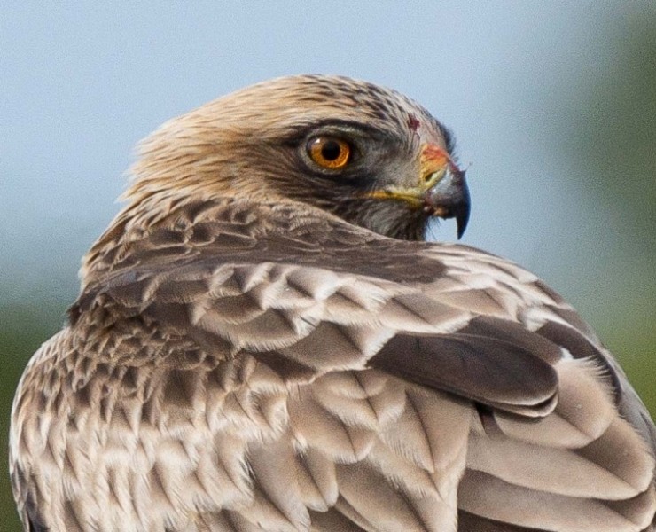 Raptor Migration Spectacular - Tarifa Spain 2024