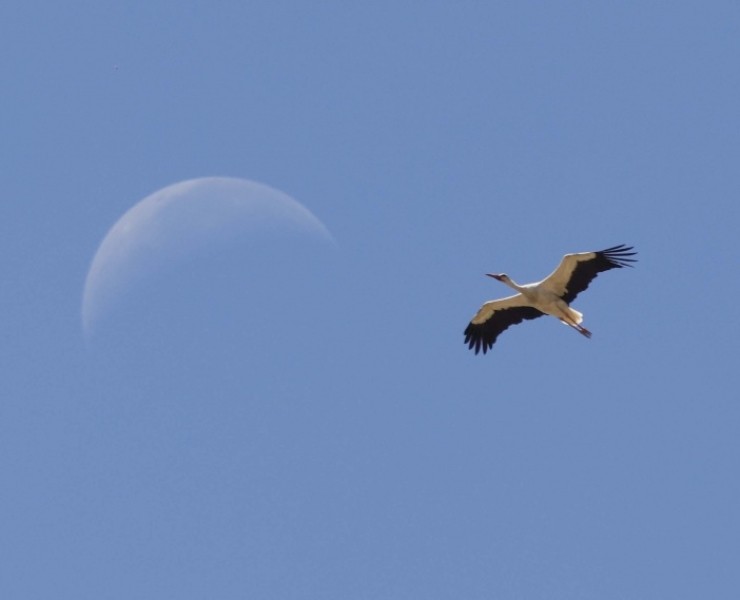 Raptor Migration Spectacular - Tarifa Spain 2024