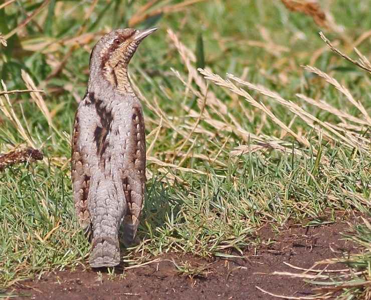 Birding Discovery Day - Flamborough Headland - Spring Migration