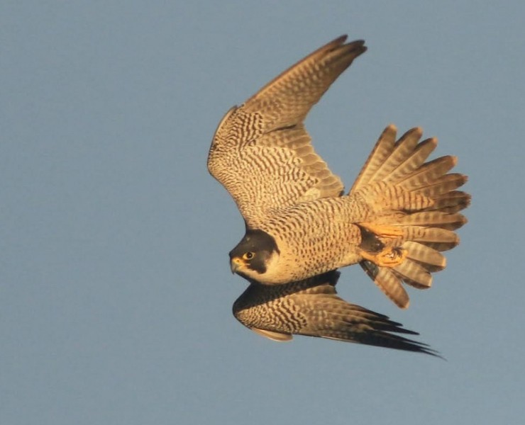 Birding Discovery Day - Flamborough Headland - Spring Migration