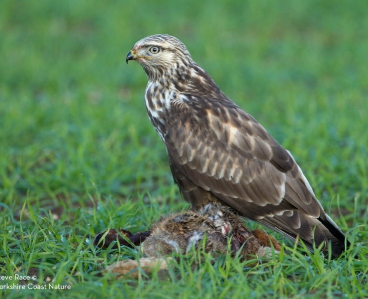 Winter Birding And Wildlife Photography 2022