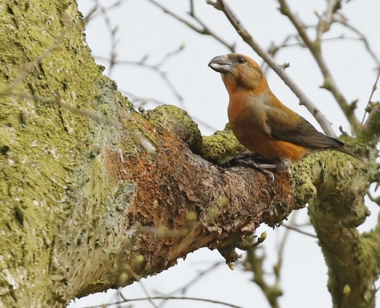 Birding Discovery Day - Forest And River Birds