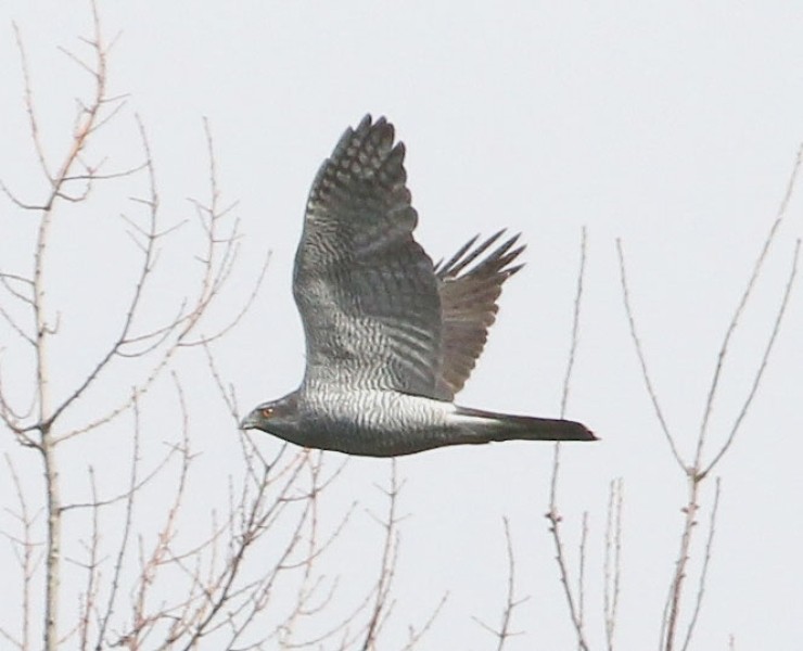 Birding Discovery Day - Forest And River Birds