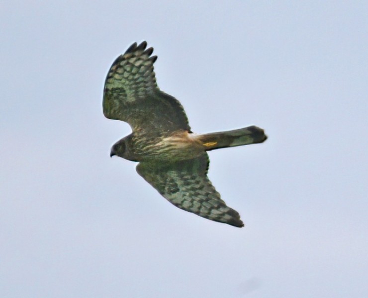 Birding Discovery Day - The Uplands In Winter 2023/24