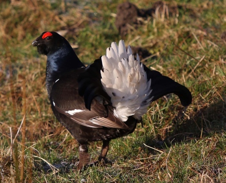 Birding Discovery Day - The Uplands In Winter 2023/24