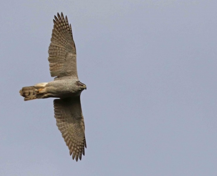 Goshawk Birding Safari - Autumn 2025