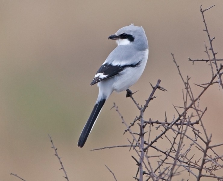 Spurn Birding Holiday - Autumn Migrants 2025