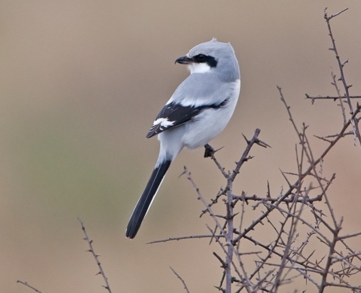 Spurn Birding Holiday - Autumn Migrants 2024