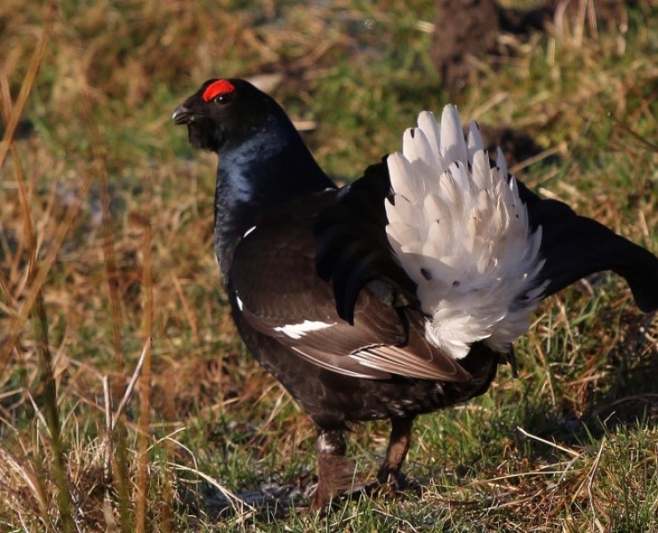 Black Grouse Birding Safari - Autumn 2025