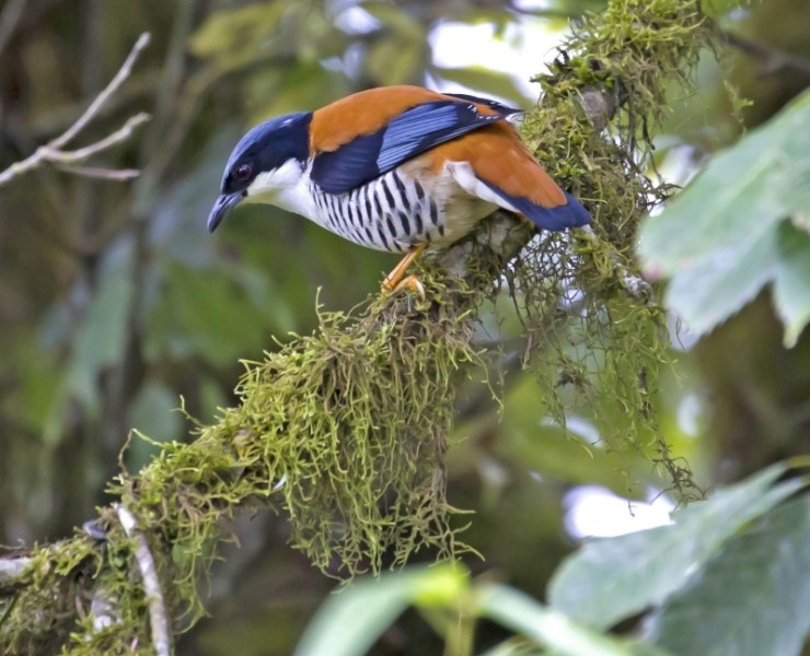 Bhutan - Birding And Wildlife Spring 2024