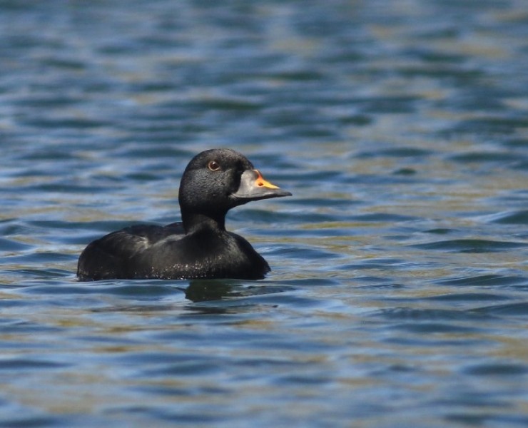 Birding Discovery Day - Coastal - Winter 2023