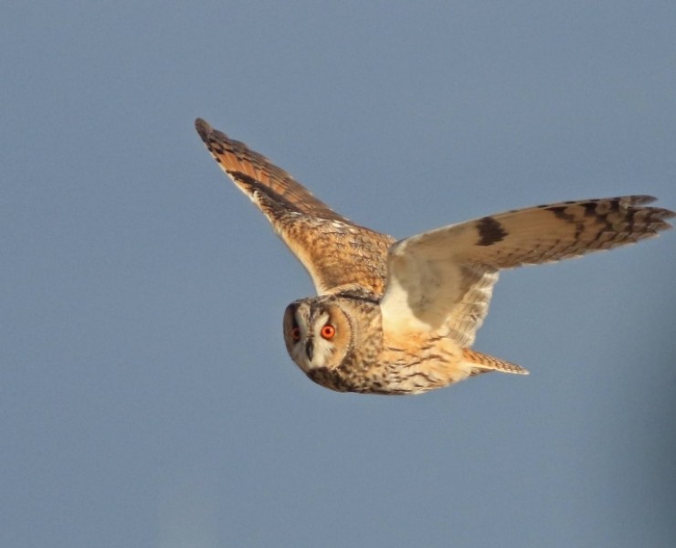 Birding Discovery Day - Spurn Migrants 2024