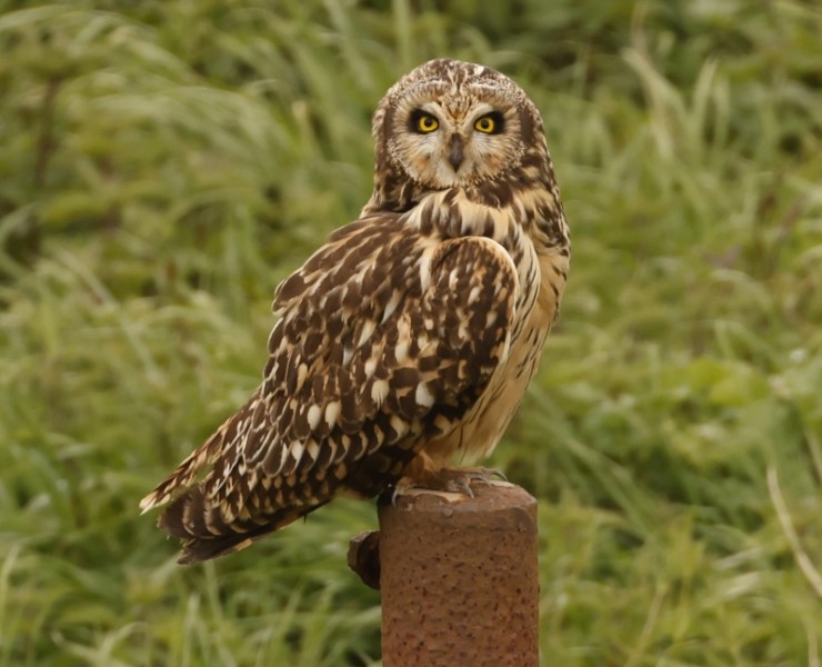 Birding Discovery Day - Estuary Waders & Raptors