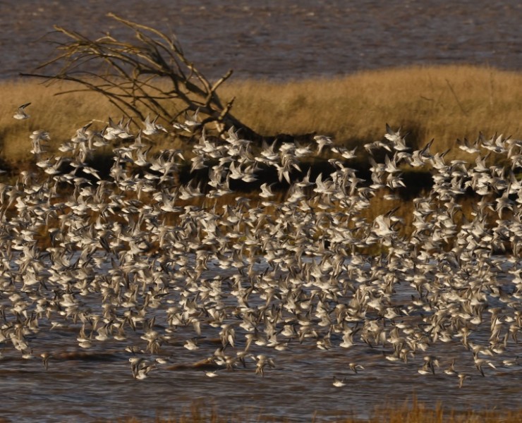 Birding Discovery Day - Estuary Waders & Raptors