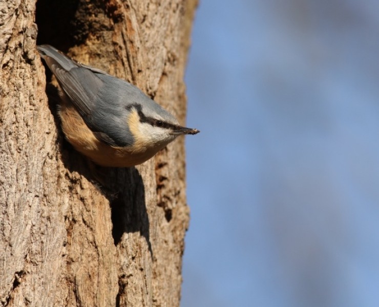 Bird Sound Safari - Forests 2024