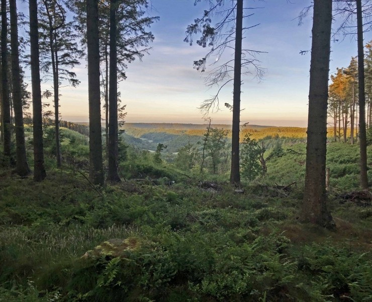 Bird Sound Safari - Forests 2025