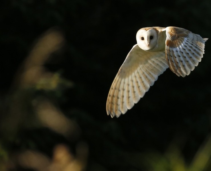 Birding Discovery Day - Wetlands In Spring