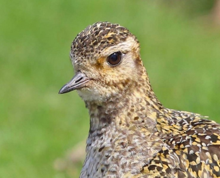 Birding Discovery Day - Uplands In Spring 2023