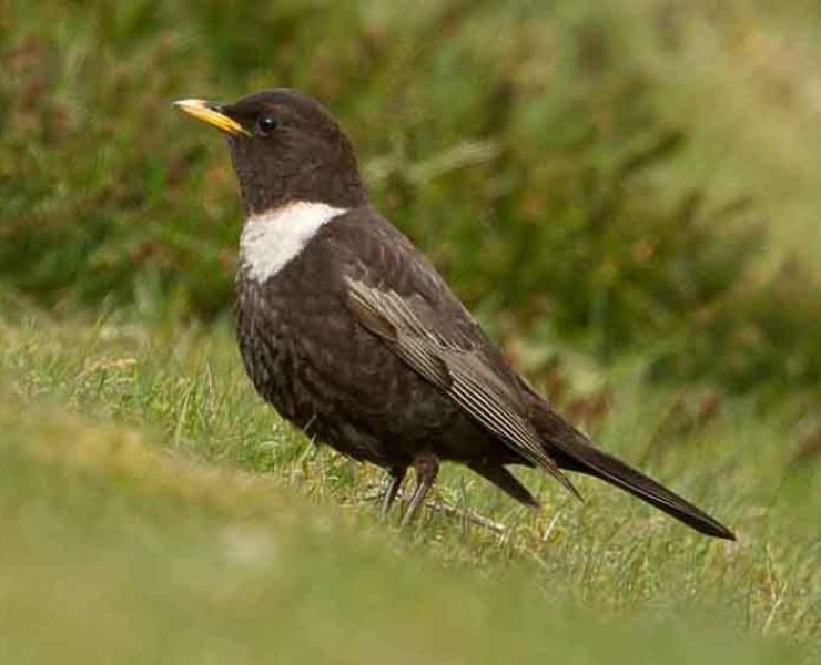 Birding Discovery Day - Uplands In Spring 2023