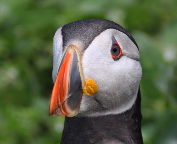 An Evening With Puffins And Friends