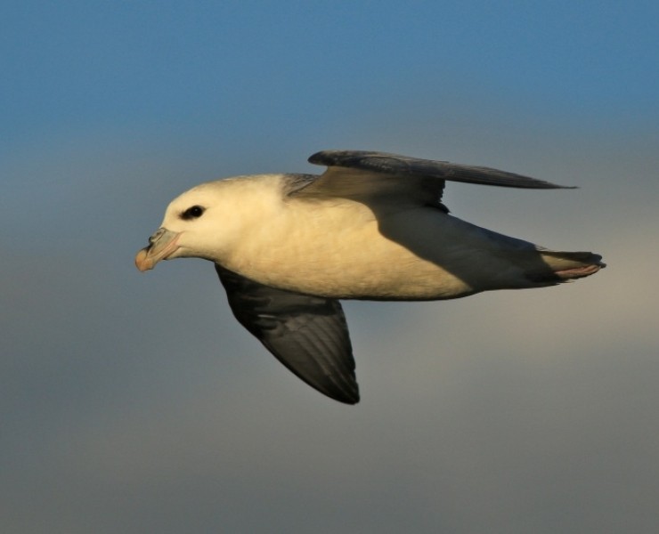 An Evening With Puffins And Friends