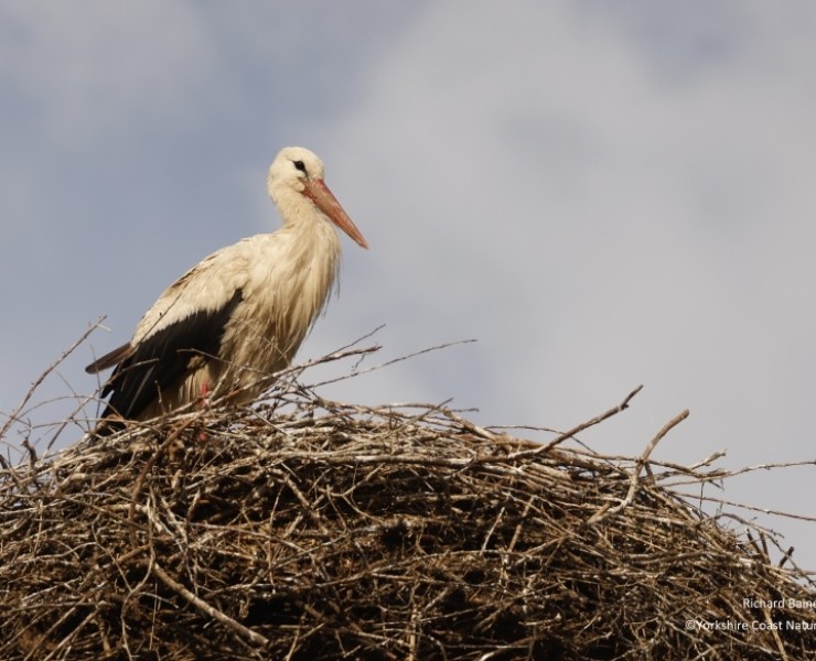 Birding And Bears In Transylvania 2024