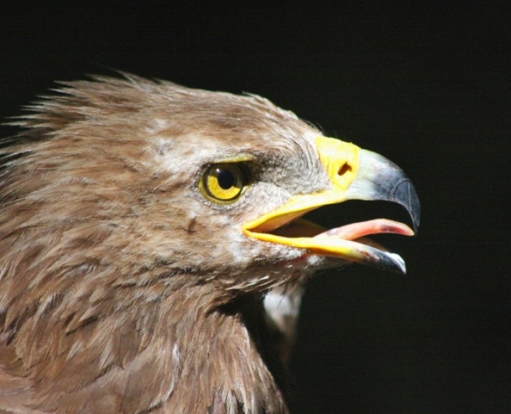 Birding And Bears In Transylvania 2024