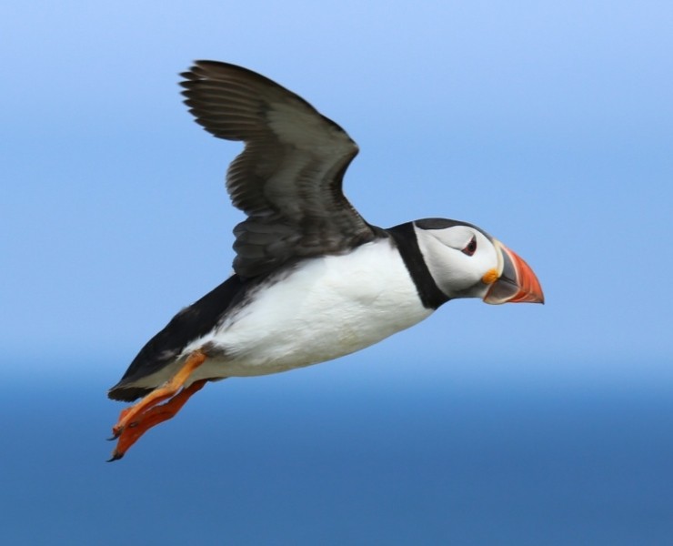 A Morning With Puffins And Friends