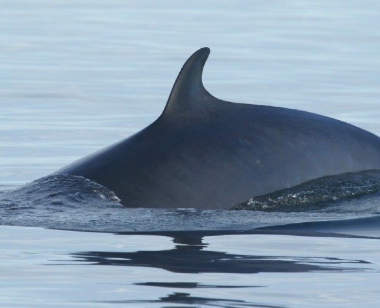 Seabirds And Whales A Yorkshire Adventure 2027