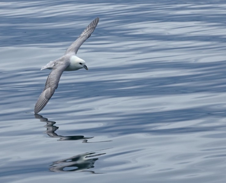 Seabirds And Whales A Yorkshire Adventure 2027