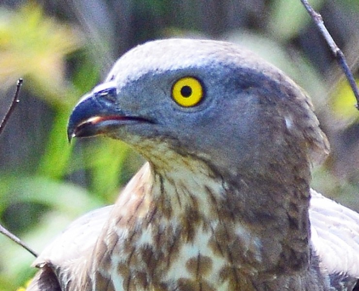 Design Your Own Wildlife Safari - (Holiday Break)