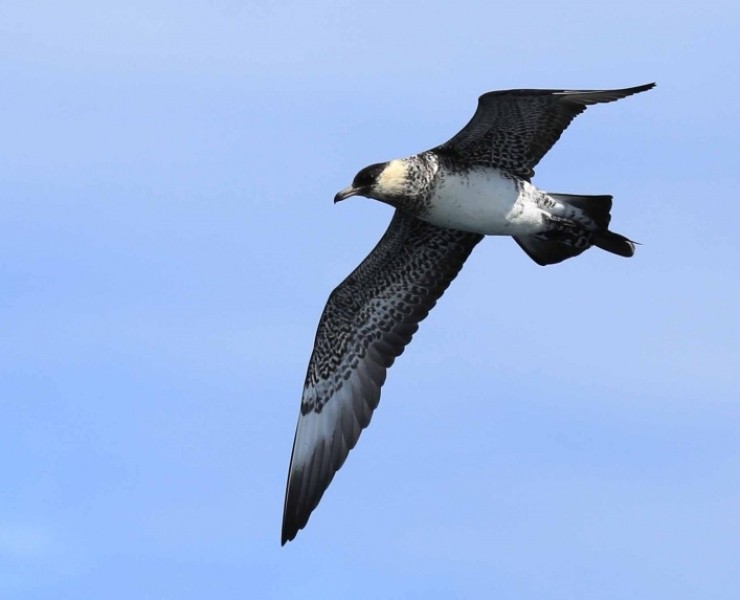 Birding Discovery Day - Flamborough Headland Autumn Migration Special