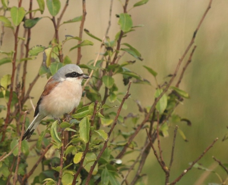 Birding Discovery Day - Flamborough Headland Autumn Migration Special