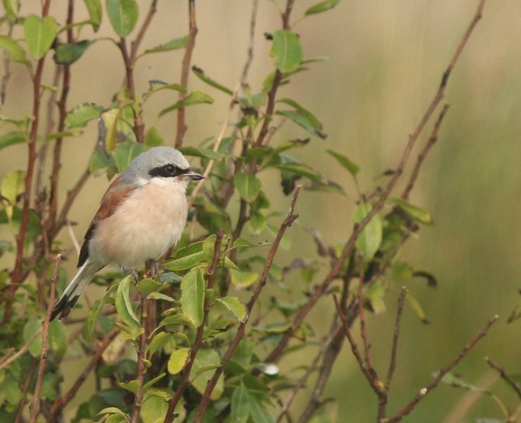 Birding Discovery Day - Flamborough Headland Autumn Migration Special 2024