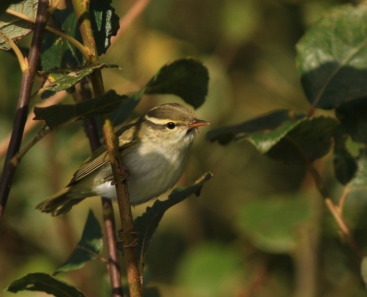 Birding Discovery Day - Flamborough Headland Autumn Migration Special