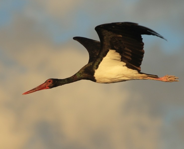 Birding The Valleys Of Dreams - Northern Israel, December 2023