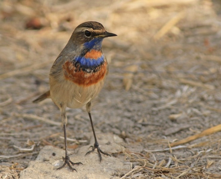 Birding The Valleys Of Dreams - Northern Israel, December 2023