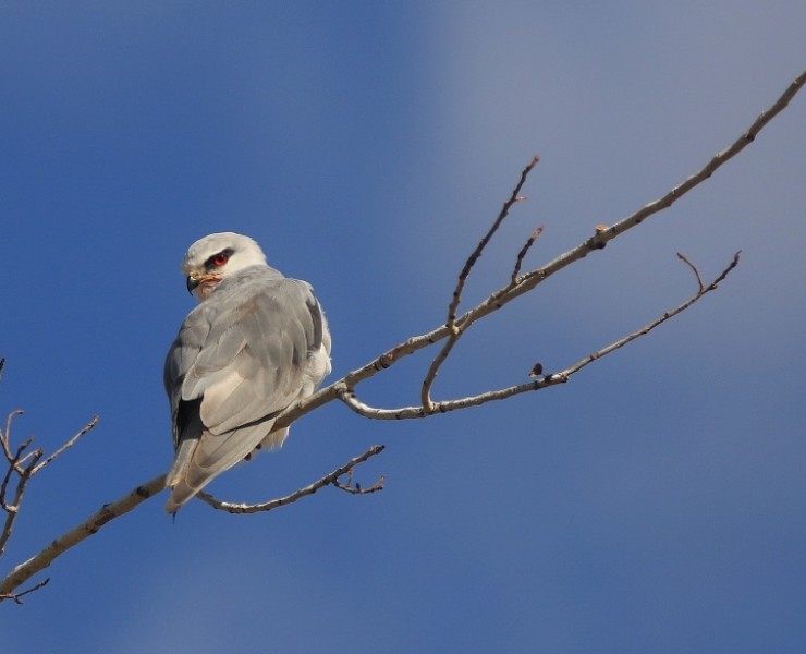 Birding The Valleys Of Dreams - Northern Israel, December 2023