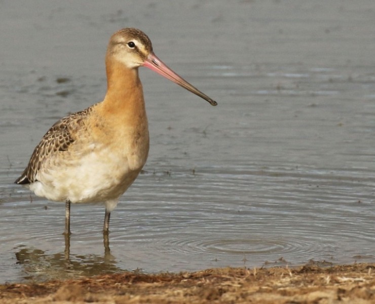 Spurn Wader Id & Phonescoping Workshop 2022