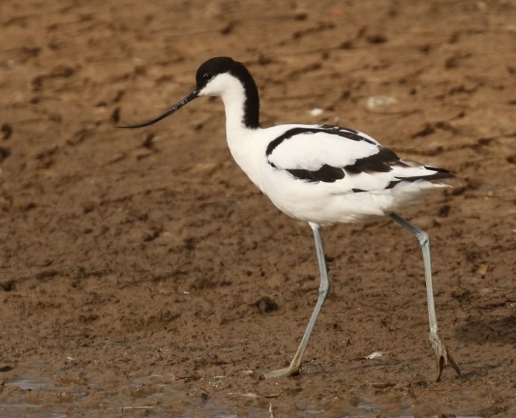 Spurn Wader Id & Phonescoping Workshop 2022