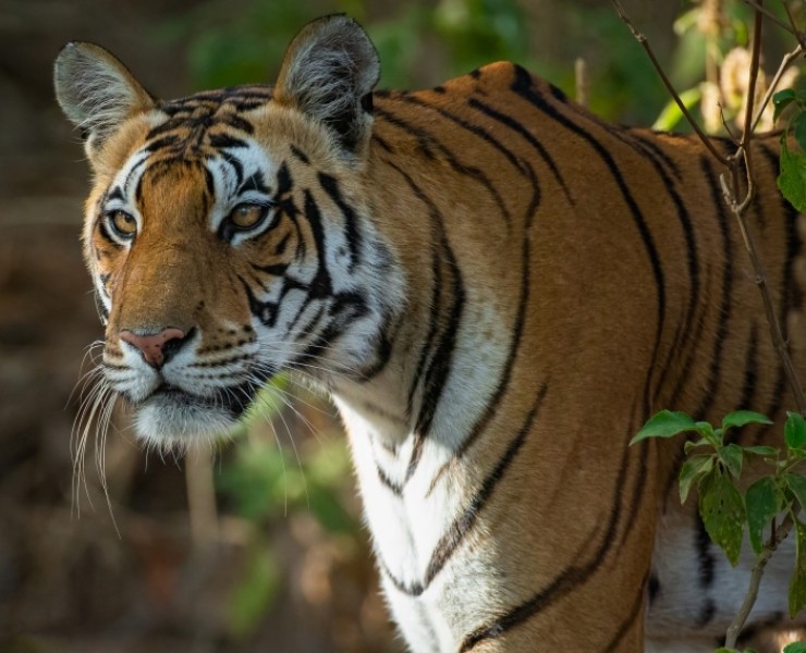 2028 Tigers Of India Photography Tour