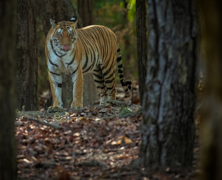 2028 Tigers Of India Photography Tour